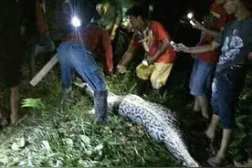 男子外出工作后失踪，被7米长巨蟒整个吞下，衣服和鞋子都很完整图片