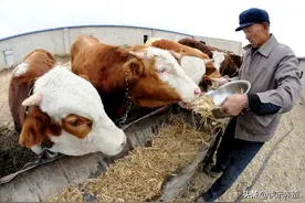 养牛入门知识，从建圈到买牛，再到饲养管理图片