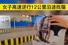 因宠物猫跳车司机高速逆行12公里寻找，被记12分图片