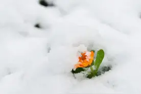 散谈《董卿：在时光中优雅盛开，活出自我》图片