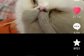 猫在上厕所时猫砂盆爆炸了，网友：你养的沈梦溪？图片