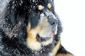 此獒暖心：被抛弃的藏獒发现异常，立即召同伴解救主人|故事图片