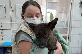 世界首只犬狐不幸死亡！图片