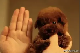 8岁男孩逗玩女子的茶杯犬，不慎掉在地上，茶杯犬当场死亡，女子将男孩及其父母告上法院，索赔3.7万元。图片