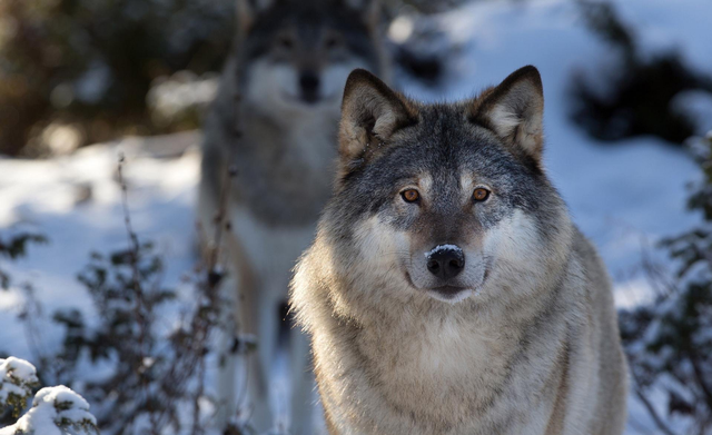 北美兽王争霸：狼群抢劫杀害美洲狮，美洲狮趁狼落单要它命