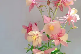 被名字耽误了的8种花，个个都是高颜值实力派！了解一下？图片