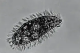 海缸入门-白点病篇图片