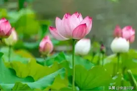 明天农历四月二十八，你知道是什么日子吗？老祖宗的谚语怎么说的图片