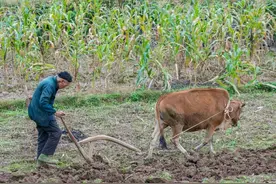 农民注意了，地膜和农药使用不规范，最高罚款10万元！早准备图片