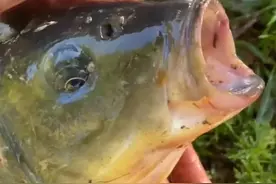 江苏钓鱼人，水库钓起“鲫鱼王”，疑似突破生长极限了？图片