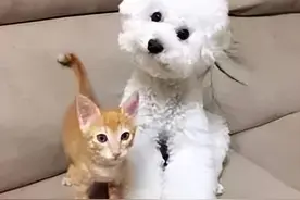 网友捡到一只小橘猫，正好和狗狗作伴，结果半年后呢？图片