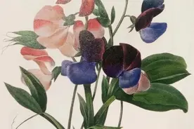 “慢性胃炎”的中医辨证治疗图片