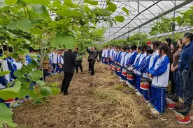 广元苍溪：猕猴桃花期到 良种花粉采集忙图片