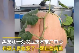 北大荒种出巨型南瓜，重量堪比三头猪，但世界最大南瓜重如小汽车图片