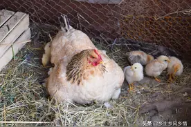 农村老土法孵小鸡，用这几个小妙招，出壳率、成活率高、生长快速图片