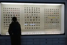 云南省共有1300多个蝴蝶品种？野生蝴蝶能称为“品种”吗？图片