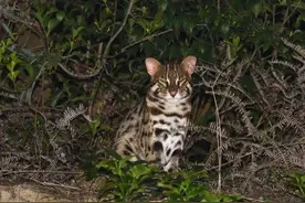 2017年，云南一女子花300元买猫，越养越不对，专家上门：豹猫图片