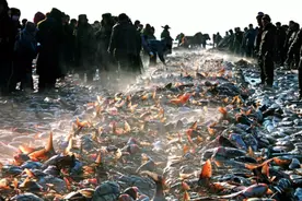 第一网就捞88000斤鱼！查干湖每年捕捞300万斤，鱼怎么越捕越多？图片