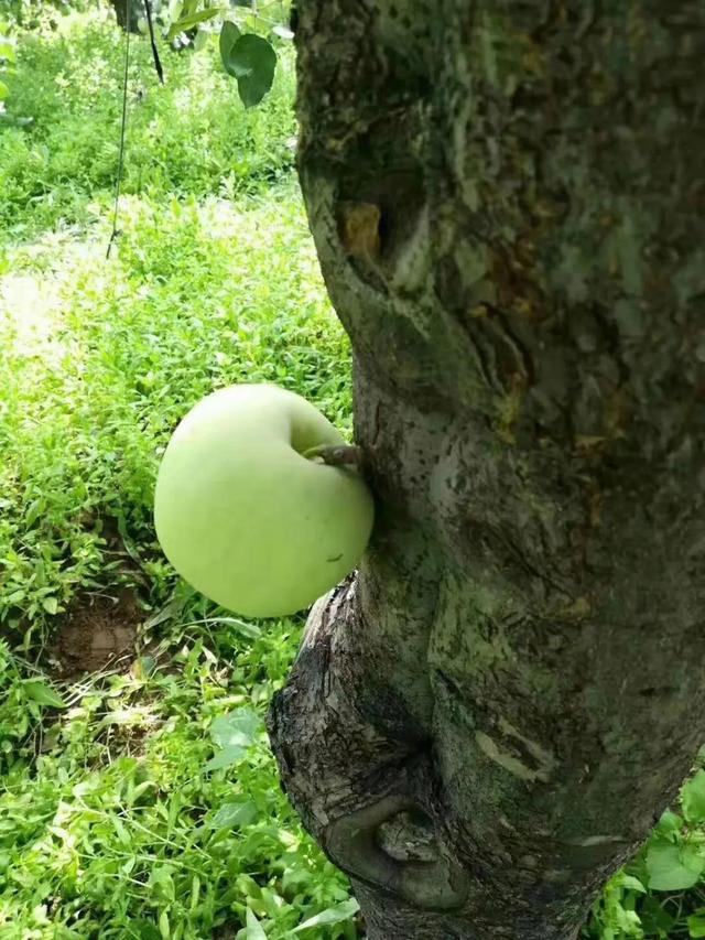 氨基酸营养液涂干究竟是坑还是金？