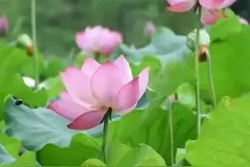 在诗词中，这16句祝福语句，如果能背下来，逢年过节可以派上用场图片