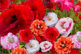 这种花长相酷似罂粟，开花的时候根本分不清楚，千万要看仔细图片