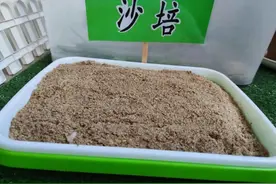 【养花知识营地】水仙花的养殖方法和注意事项图片