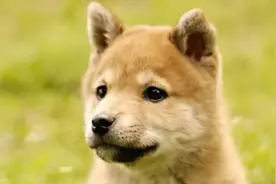 叛逆少年救下流浪小黄狗,数月后少年神秘失踪,为报恩黄狗千里寻人图片