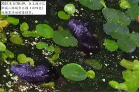 入侵物种又来了！上海多地发现“巨型老鼠”，重达17公斤图片