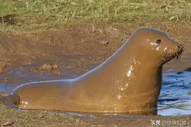 25张奇怪的生物照：巨型章鱼钻小孔逃跑，清道夫被砍头依旧能游泳图片