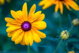 加代陪勇哥旅游（4）：黄建波自取其辱图片