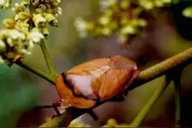 儿时记忆之臭屁虫图片