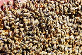 中蜂养殖｜无王分蜂方法，利用半失王状态急造蜂王图片