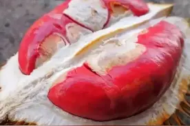 一种被仙女施了魔法诅咒的水果，恶臭无比但吃进嘴里却香甜味美图片