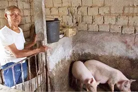 河北一老农频繁丢猪，无奈报警，专家勘查后：猪圈下有玄机图片