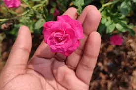 盆栽月季到手后处理，缓苗四五天后，可随意换盆或地栽图片