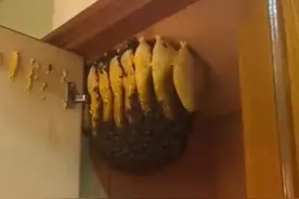 女子在家发现蜜蜂没在意，次年衣柜变蜂箱，当事人：我被惊呆了，立马拨打了119，并封了衣柜图片