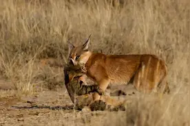 最“凶残”的猫：一只狞猫单挑三头野狼，干掉1只后大摇大摆叼走图片