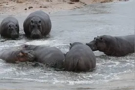 河马有多危险？尼罗鳄的“死亡翻滚”对它没用，连粪便都很致命图片