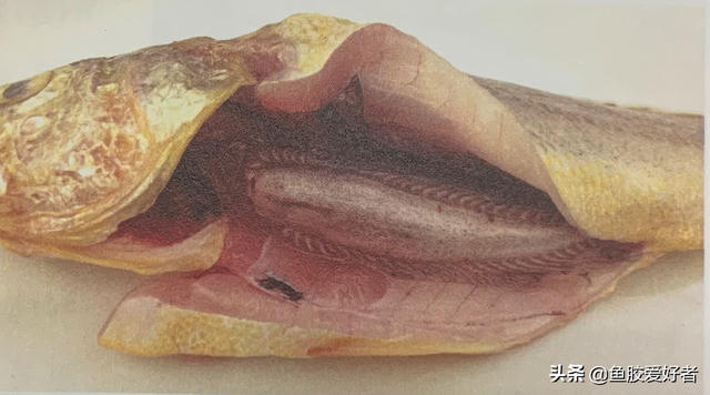 大黄鱼鱼胶 大黄鱼鱼胶的功效和作用