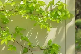 城南妖物生图片