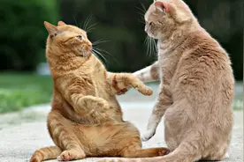 母猫交配后，为什么会满地打滚，还转头攻击雄性？图片