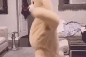 跳舞的小熊表情包图片