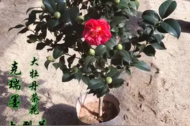 南方别养牡丹了，养盆“克瑞墨牡丹”，花大颜色红，还有香水味图片
