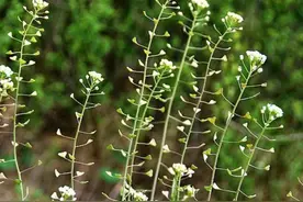 清明节不能出远门也没事，小美带你认识100种漂亮的野花图片