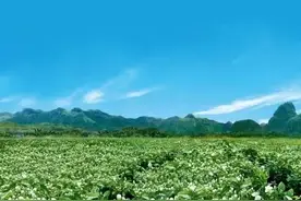 点击预约！福州赠送30万株茉莉花苗！还有“多肉”！图片