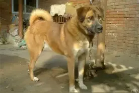 土狗为什么不能当做宠物养？图片