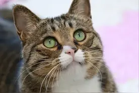 神奇逆袭！流浪猫被济南救助团队收养4年后，上岗“疗愈师”月接诊百余人图片