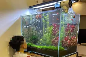 鱼缸设缸、造景全过程，拿去用图片