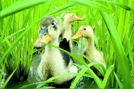 在稻田里放鸭子，不怕它们糟蹋稻苗？原来稻田里的鸭子有大作用！图片