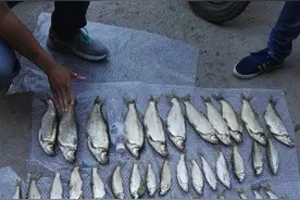 早春野钓青梢攻略，个头不大但好吃，钓个小爆护不难图片